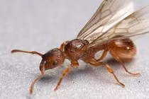 Rắc muối ngăn kiến, mối vào nhà