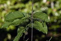 Hoạt chất trong cây dây gắm có hiệu quả cắt cơn đau bệnh gout