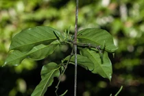 Hoạt chất trong cây dây gắm có hiệu quả cắt cơn đau bệnh gout