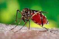 Lý do muỗi thích sống ở tầng hầm chung cư