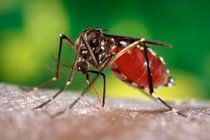 Lý do muỗi thích sống ở tầng hầm chung cư