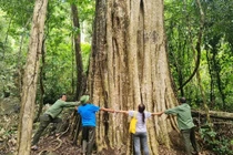 Bằng lăng 600 năm tuổi là cây di sản Việt Nam
