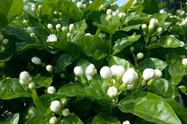 Hoa nhài trị ngoại cảm phát sốt