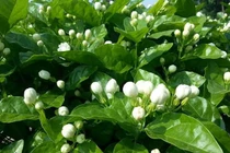 Hoa nhài trị ngoại cảm phát sốt