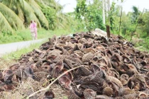 Xử lý nước thải bằng vỏ sầu riêng