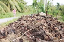 Xử lý nước thải bằng vỏ sầu riêng