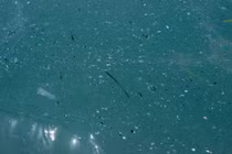 Robot từ tính thu thập và phân hủy vi nhựa trong đại dương