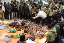 Không dùng động vật hoang dã để chữa bệnh