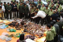 Không dùng động vật hoang dã để chữa bệnh