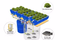 Trồng rau, nuôi cá khép kín ở đô thị