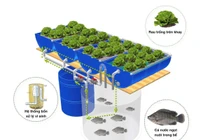 Trồng rau, nuôi cá khép kín ở đô thị