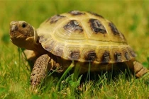  Mai rùa hình thành do môi trường nước