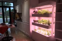 Vườn cây trong nhà