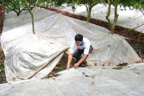 Giải pháp chống thoát nước cho cây trồng