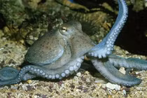 Phòng tránh bạch tuộc cắn khi tắm biển