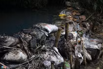 Dầu thải đổ vào nguồn nước cực kỳ độc hại, xử lý mất nhiều năm