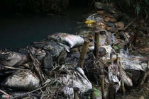 Dầu thải đổ vào nguồn nước cực kỳ độc hại, xử lý mất nhiều năm