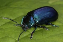 Giải bí ẩn những ngôn ngữ của động vật “cao cấp” hơn cả người