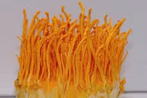 3 chất chính của đông trùng hạ thảo 