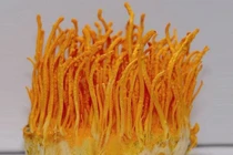 3 chất chính của đông trùng hạ thảo 