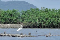 Cộng đồng mạng thi nhau kể chuyện cây xanh và câu chuyện về một chiến dịch ý nghĩa