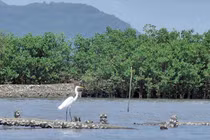 Cộng đồng mạng thi nhau kể chuyện cây xanh và câu chuyện về một chiến dịch ý nghĩa