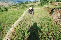 Sa Pa hạn hán nghiêm trọng chưa từng có