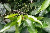 Cây vối chống xói mòn, giữ đất