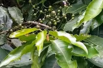 Cây vối chống xói mòn, giữ đất