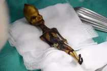 Thực hư bộ xương “người ngoài hành tinh” tí hon ở Chile