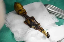 Thực hư bộ xương “người ngoài hành tinh” tí hon ở Chile