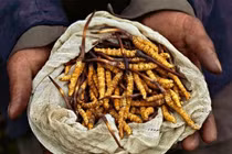 Không phải ai cũng dùng được đông trùng hạ thảo