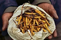 Không phải ai cũng dùng được đông trùng hạ thảo