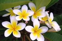  Hoa đại chữa ho, huyết áp cao