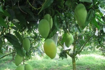 Xoài Thanh Ca là một trong những giống xoài ngon nhất hiện nay.