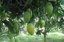 Xoài Thanh Ca là một trong những giống xoài ngon nhất hiện nay.