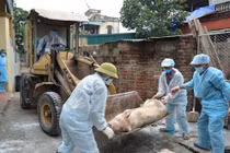 Thủ tướng yêu cầu quyết liệt phòng chống dịch tả lợn châu Phi