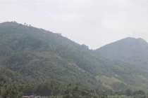 Thực hư bốn gốc kỳ nam được Bà Chúa trấn yểm cho “xứ trầm hương”