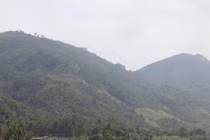 Thực hư bốn gốc kỳ nam được Bà Chúa trấn yểm cho “xứ trầm hương”