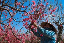 Cắt cành cây đào 10 triệu để bán giá 50.000 đồng vì ế