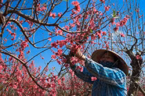 Cắt cành cây đào 10 triệu để bán giá 50.000 đồng vì ế