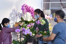 Đào Trung Quốc ế khách, hoa tulip đắt hàng ngày cận Tết