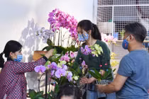 Đào Trung Quốc ế khách, hoa tulip đắt hàng ngày cận Tết