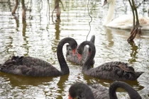 Cần nghiên cứu thả thiên nga về lại hồ Hoàn Kiếm!