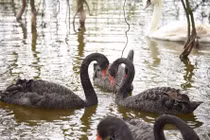 Cần nghiên cứu thả thiên nga về lại hồ Hoàn Kiếm!