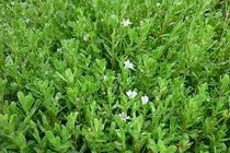  Hoạt chất quý trong rau đắng biển