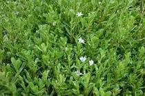  Hoạt chất quý trong rau đắng biển