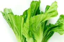 Hạt cải bẹ xanh trị nhiều bệnh