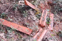 Lâm tặc hạ 45 cây gỗ mun quý hiếm giữa VQG Phong Nha – Kẻ Bàng