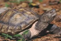 Rùa đầu to khó sinh sản trong điều kiện nuôi nhốt